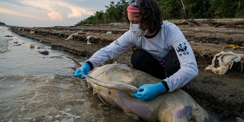 Eine Mitarbeiterin des brasilianischen Instituts Mamirauá untersucht einen toten Flussdelfin. - Foto: Miguel Monteiro/ Institut Mamiraua /dpa