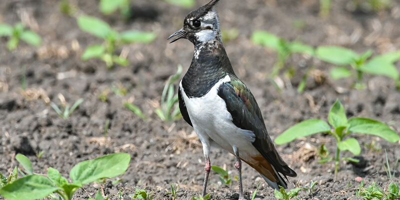 Der etwa taubengroße Kiebitz liebt Feuchtwiesen und Moore - und findet immer weniger Lebensräume in Deutschland. - Foto: Patrick Pleul/dpa