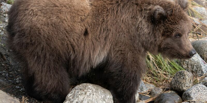 Das Bären-Jungtier 806 mit dem Spitznamen «Pummeliger Prinz» ist im September bereits gut genährt. - Foto: Jimenez/Carmack/National Park Service/dpa