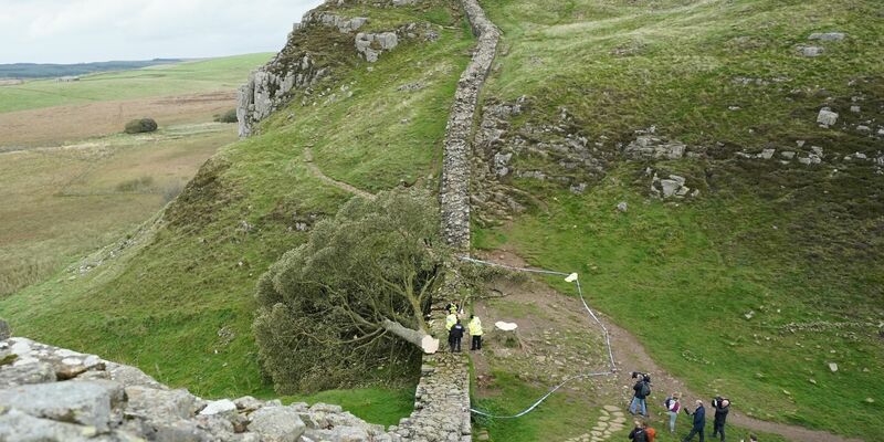 Ein illegal gefällter Baum hat den Hadrianswall beschädigt. - Foto: Owen Humphreys/PA Wire/dpa