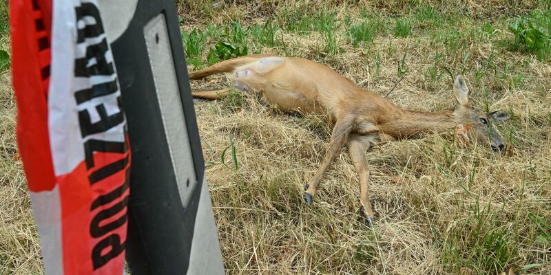 Totes Reh am Straßenrand nach einer Kollision mit einem Fahrzeug. - Foto: Patrick Pleul/dpa
