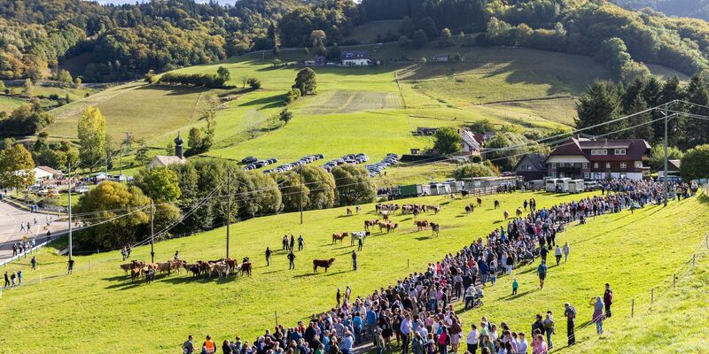 Für die Tiere gab es sogar Blumenkränze. - Foto: Philipp von Ditfurth/dpa