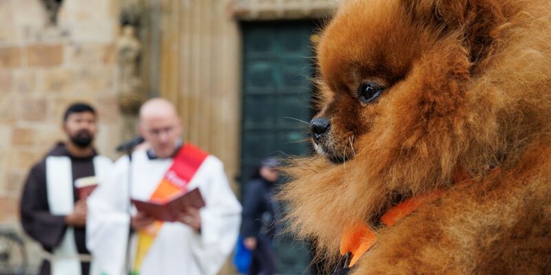 Zwergspitz Mascha blickt zu Geistlichen anlässlich einer Tiersegnung vor dem Osnabrücker Dom. - Foto: Friso Gentsch/dpa