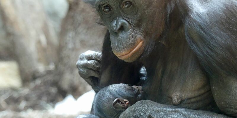 Bonobo-Weibchen «Nayoki» mit ihrem Jungtier im Frankfurter Zoo. - Foto: -/Zoo Frankfurt/dpa