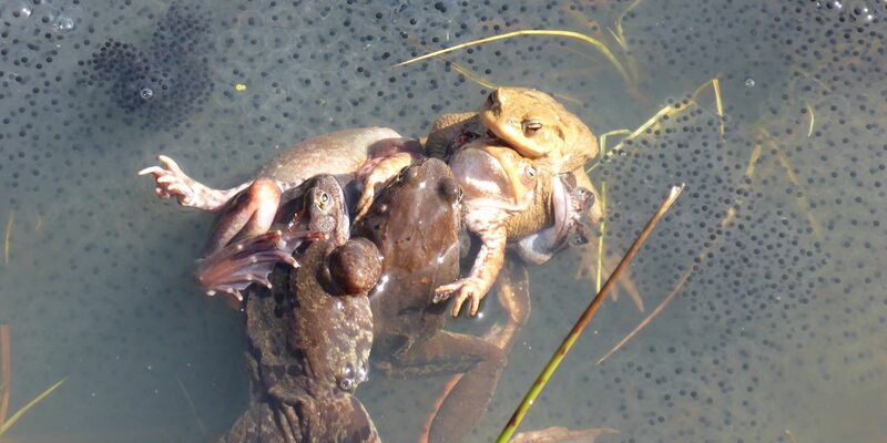 Paarungszene bei Grasfröschen: Manchmal klammern viele Männchen ein Weibchen. Die Forscher sprechen hierbei von einem «Paarungsball», der für Weibchen häufig tödlich ende. - Foto: Carolin Dittrich/MfN/dpa
