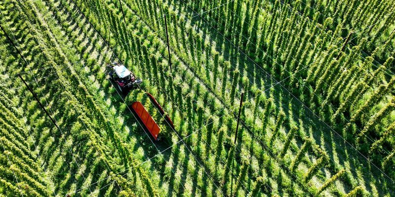 Das sich verändernde Klima stellt die Landwirte auch beim Anbau von Hopfen vor Herausforderungen. - Foto: Felix Kästle/dpa