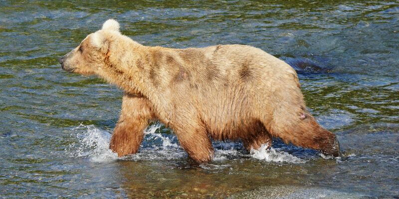 Braunbärin Grazer ist die massige Gewinnerin des diesjährigen «Fat Bear»-Wettbewerbs in Alaska. - Foto: Boak/National Park Service/dpa