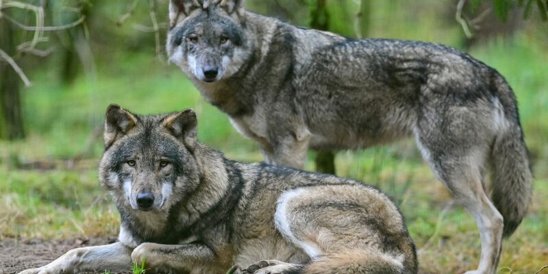 Zwei Wölfe in einem Gehege in einem Wildpark. - Foto: Patrick Pleul/dpa