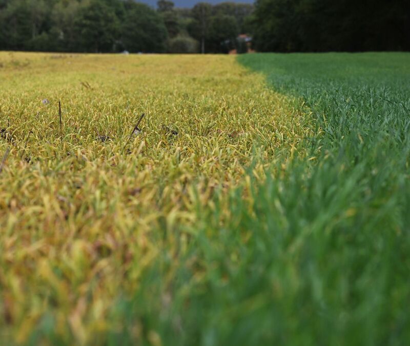 Auf die frischen grünen Blätter wurde ein Totalherbizid mit dem Wirkstoff Glyphosat ausgebracht. Dadurch sterben die grünen Pflanzen ab (links) und verfärben ihre Blätter charakteristisch gelb. - Foto: Axel Seidemann/dpa