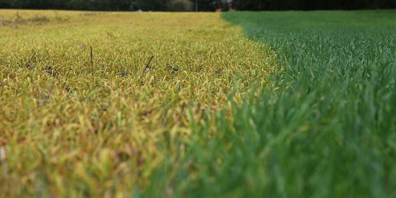 Auf die frischen grünen Blätter wurde ein Totalherbizid mit dem Wirkstoff Glyphosat ausgebracht. Dadurch sterben die grünen Pflanzen ab (links) und verfärben ihre Blätter charakteristisch gelb. - Foto: Axel Seidemann/dpa
