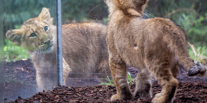 Die beiden kleinen Löwenkinder im Schweriner Zoo erkunden das Gehege. - Foto: Jens Büttner/dpa
