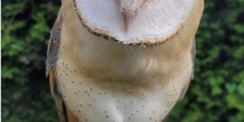 POL-MK: Junge Schleiereule geborgen - Foto: presseportal.de