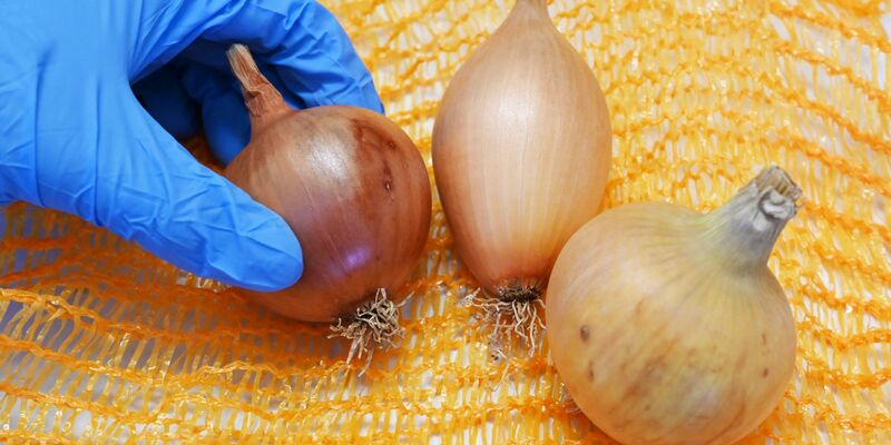 Zwiebeln der Sorten (l-r) Stanova, Birnenförmig und Hytech F1 im Max Rubner Institut (MRI) in Karlsruhe. - Foto: Uli Deck/dpa