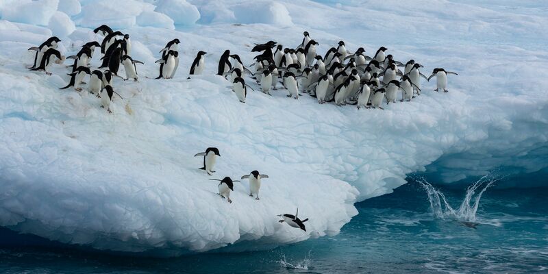 Kaiserpinguine im Weddellmeer. - Foto: John Weller/dpa