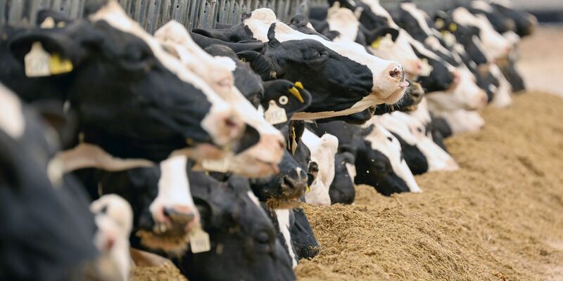 In den USA haben sich Milchkühe mit dem Vogelgrippevirus H5N1 infiziert. - Foto: Bernd Wüstneck/dpa