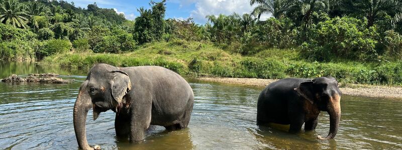 Der Lebensraum für die Elefanten schwindet auch in Thailand. (Archivbild) - Foto: Carola Frentzen/dpa