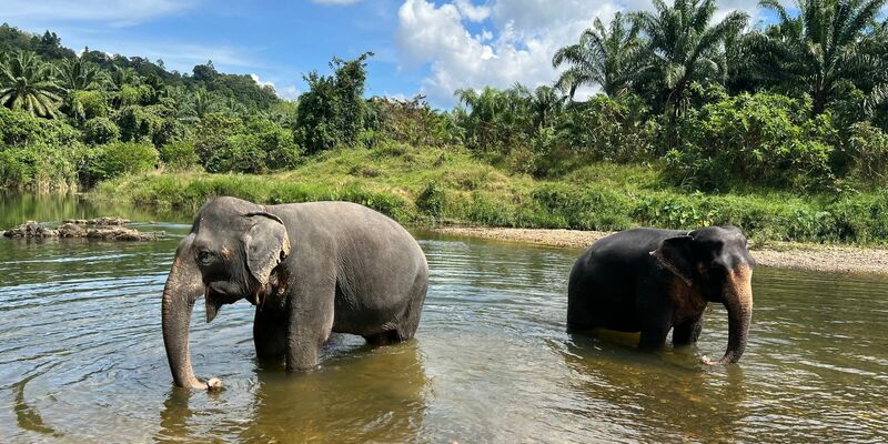 Zwei Elefanten in einem Fluss im Khao Sok Nationalpark im Süden von Thailand. - Foto: Carola Frentzen/dpa