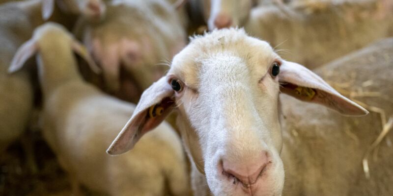 Schafe stehen in einem Stall. (Illustration) - Foto: Peter Kneffel/dpa