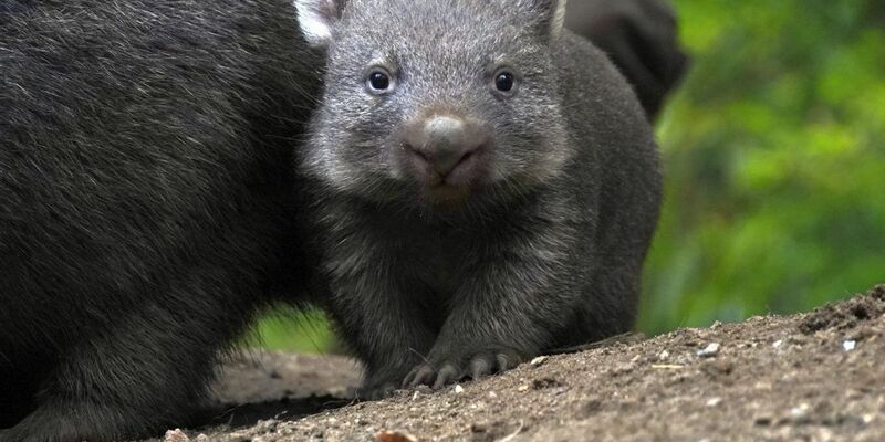 Der Wombat-Nachwuch im Zoo Hannover. - Foto: Yvonne Riedelt/Zoo Hannover/dpa