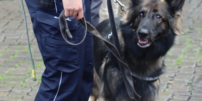 HZA-HB: Zollhund Nanny hatte den richtigen Riecher / Zugreisender hatte ein halbes Kilo Marihuana und andere Drogen dabei - Foto: presseportal.de
