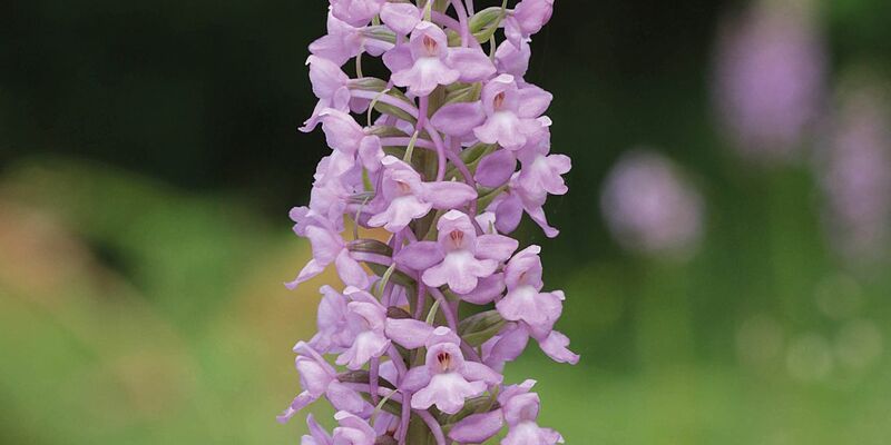 Die Mücken-Händelwurz ist zur Orchidee des Jahres 2024 ernannt worden. - Foto: Heinrich Blatt/Arbeitskreise Heimischer Orchideen/dpa