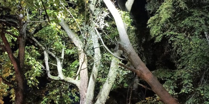 FW Celle: Baum droht zu fallen - Foto: presseportal.de