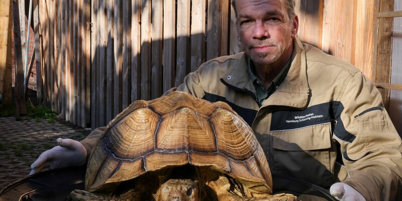 Christian Erdmann, Leiter des Wildtier- und Artenschutzzentrum bei Elmshorn,  neben der toten Riesenschildkröte. - Foto: Christian Charisius/dpa