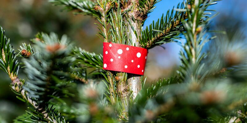 Eine zum Verkauf reservierte Nordmanntanne in Nordrhein-Westfalen. - Foto: David Inderlied/dpa