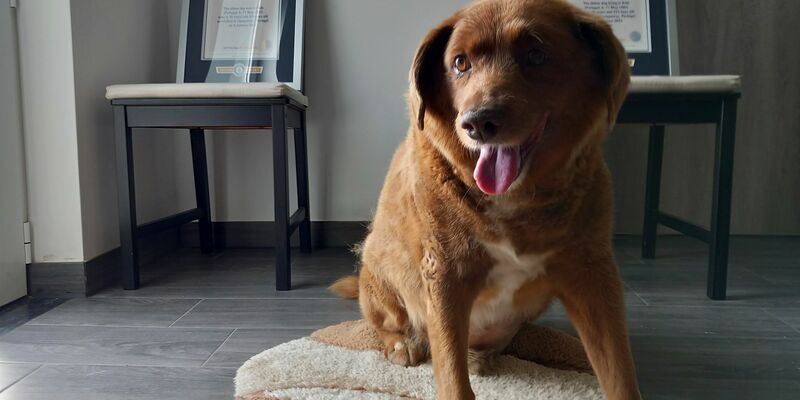 Bobi, ein portugiesischer Hund der Rasse Rafeiro do Alentejo, gilt als «ältestes Hund aller Zeiten». - Foto: Jorge Jeronimo/AP
