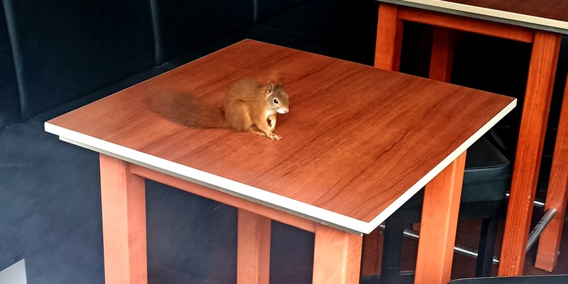 FW-M: Eichhörnchen in Stehcafé eingeschlossen (Laim) - Foto: presseportal.de