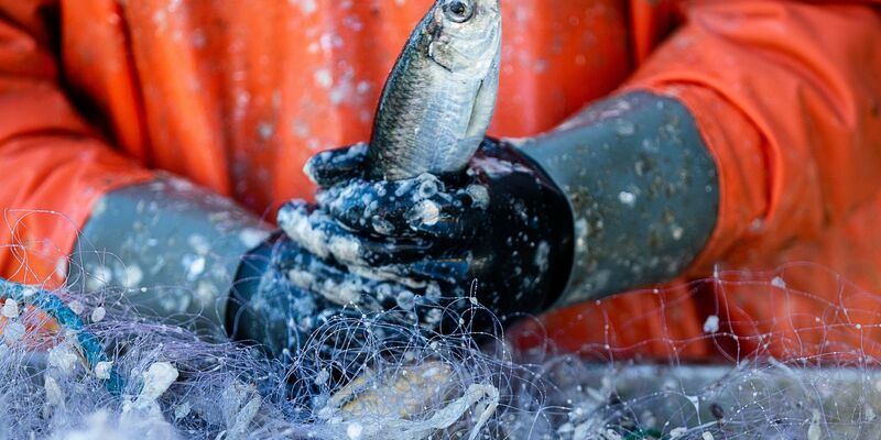 Ein Fischer pult im Hafen frisch gefangene Heringe aus den Stellnetzen. - Foto: Jens Büttner/dpa-Zentralbild/dpa