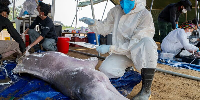 Wissenschaftler untersuchen im brasilianischen Tefe tot aufgefundene Flussdelfine. Die weltweite Population ist stark zurückgegangen. - Foto: Miguel Monteiro/Instituto Mamiraua/dpa