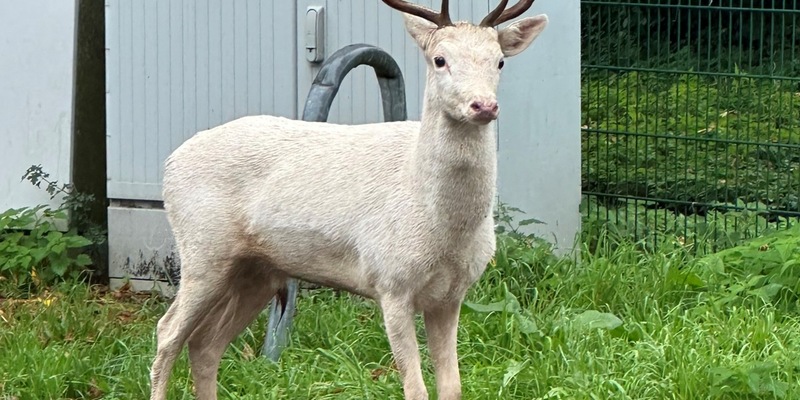 Moers - Weißer Hirsch auf Baumarktparkplatz - Foto: presseportal.de