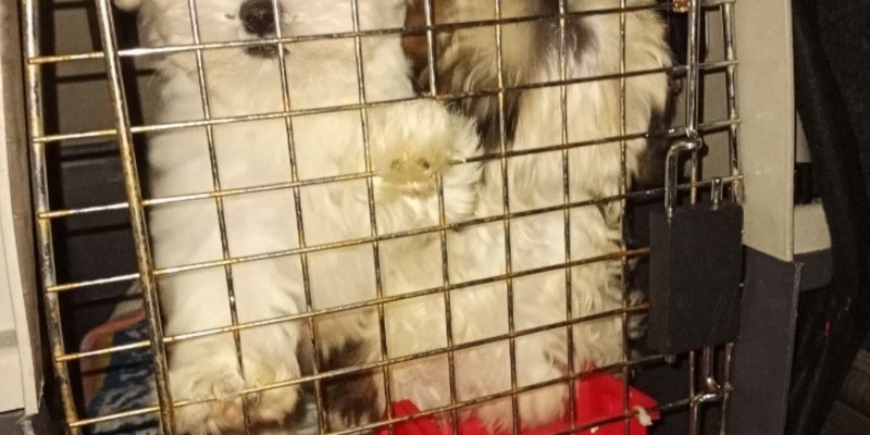 HZA-BS: Gemeinsame Pressemitteilung des Hauptzollamts Braunschweig und dem Landkreis Peine: Zöllner decken bei Wendeburg illegalen Tiertransport von zehn Hundewelpen auf - Foto: presseportal.de