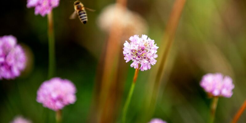 Die Grasnelke ist die «Blume des Jahres 2024». - Foto: Christoph Soeder/dpa-Zentralbild/dpa