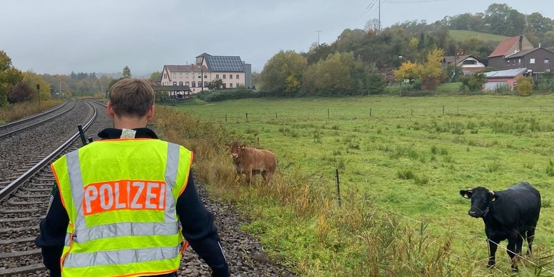 BPOL-KL: Bundespolizei treibt Kuh aus dem Gleis - Foto: presseportal.de