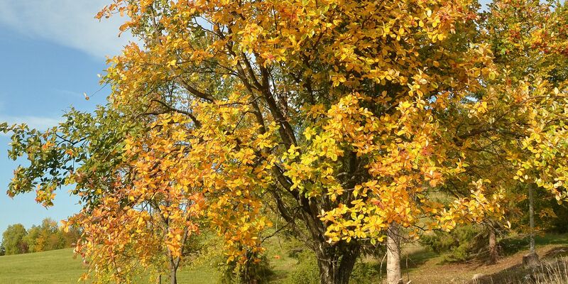 Eine Echte Mehlbeere auf einer Wiese am Fuß der Schwäbischen Alb. - Foto: Jürgen Blümle/Baum des Jahres - Dr. Silvius Wordarz Stiftung/dpa