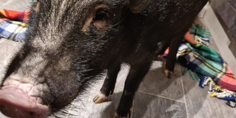 POL-OF: Mini-Schwein gerettet - Foto: presseportal.de