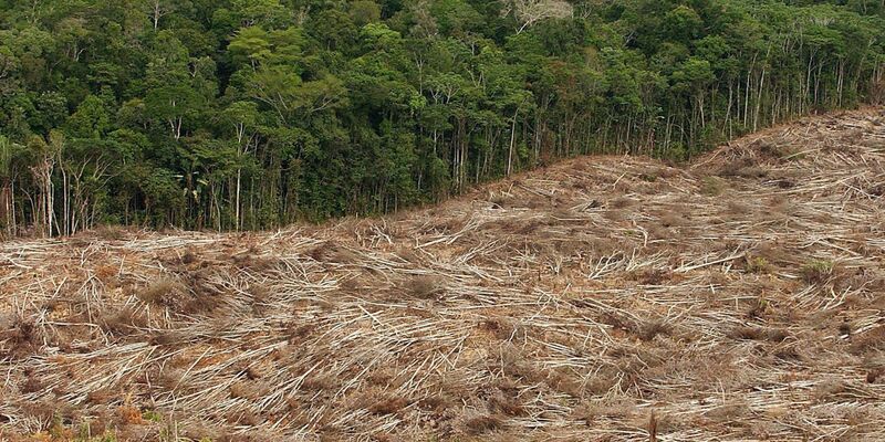 Gefällte Bäume liegen am Rande des Urwaldes in der Amazonasregion in Brasilien. - Foto: Marcelo Sayao/EFE/dpa