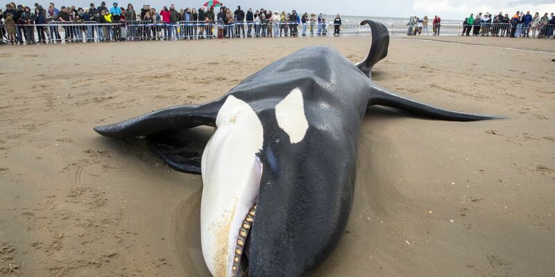 Der gestrandete Orca an der Küste von Koksijde sieht sehr mager aus. - Foto: Nicolas Maeterlinck/Belga/dpa