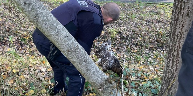 POL-Bremerhaven: Aus Maschendrahtzaun befreit: Polizei rettet verletzten Greifvogel - Foto: presseportal.de