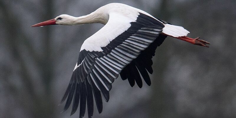 Ein Storch fliegt bei Temperaturen von knapp über null Grad über einen Acker. Manche Weißstörche überwintern auch in Deutschland. - Foto: Niels Babbel/dpa