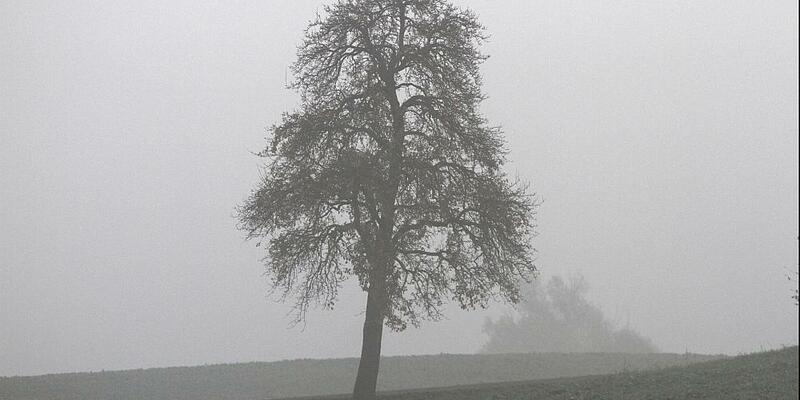 Baum (Archiv) - Foto: über dts Nachrichtenagentur