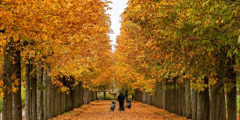 Spaziergänger genießen die Farben der Kastanienblätter im Park Sanssouci in Potsdam. - Foto: Georg Moritz/dpa