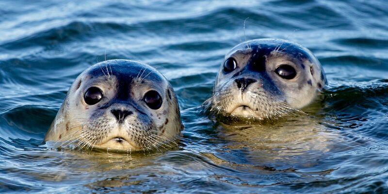 Zwei Seehunde schwimmen am Ostende der Insel Juist in der Nordsee. - Foto: Hauke-Christian Dittrich/dpa