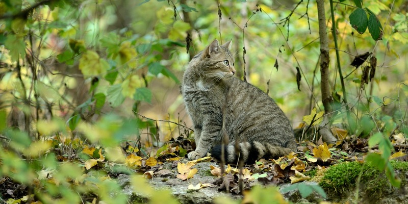 Wildkatze gewinnt Lebensräume zurück / Neue Nachweise der gefährdeten Art in mehreren Bundesländern - Foto: presseportal.de