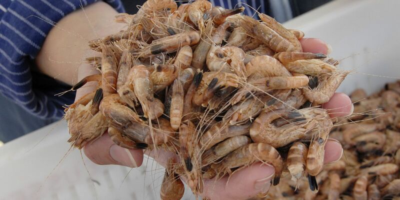 Die Nordseekrabbe wird auch als der «kleinste Hummer der Welt» bezeichnet. - Foto: Christian Hager/dpa