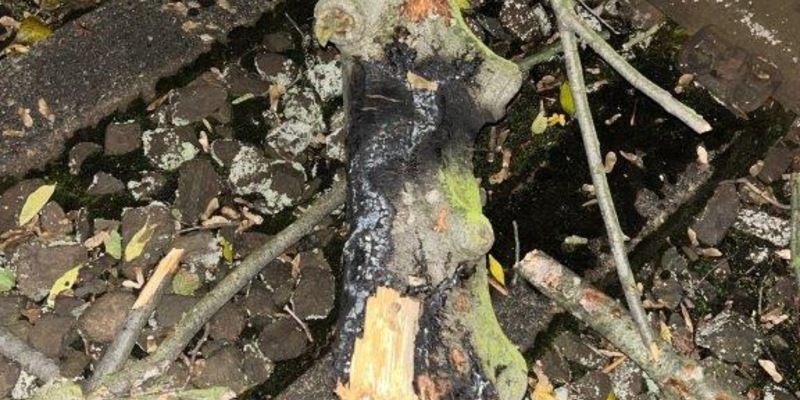 BPOL NRW: RB35 kollidiert mit umgestürztem Baum - Bundespolizei evakuiert Fahrgäste - Foto: presseportal.de