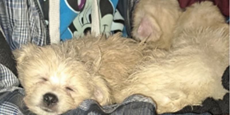 BPOLI BHL: Das Geschäft mit Welpen - Schmuggel unterbunden - Foto: presseportal.de