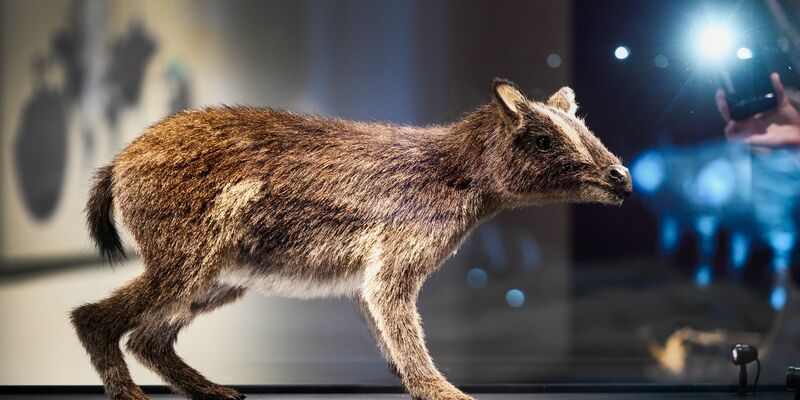 So könnte das Urpferdchen ausgesehen haben. - Foto: Andreas Arnold/dpa